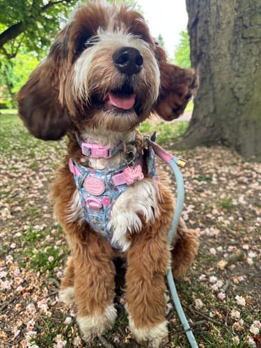 Customer photo review of Tough Trails™ Harness -  Whimsical Wildflowers