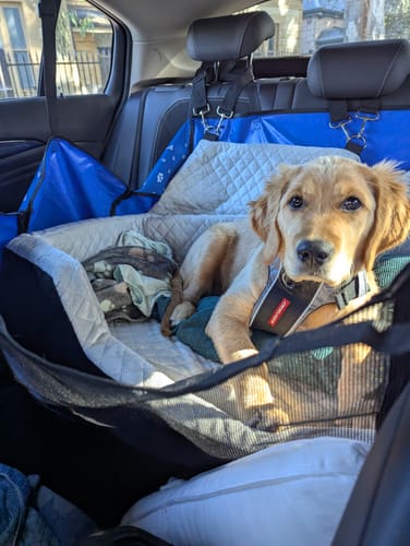 Customer photo review of Pawz Dog Car Booster Seat Belt Safety Protector Pet Travel Bed Basket Washable