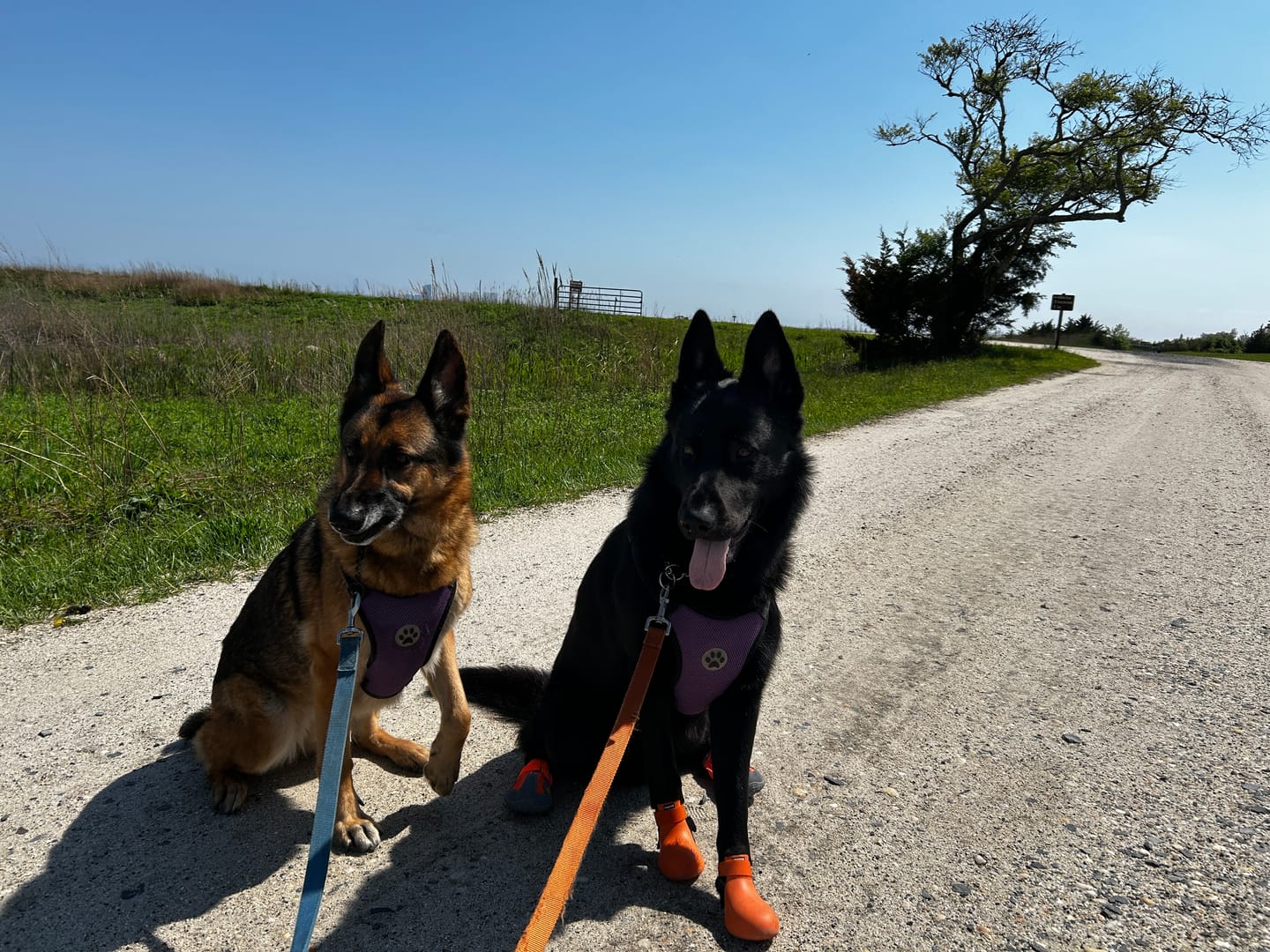 Customer photo review of WagWellie® Single