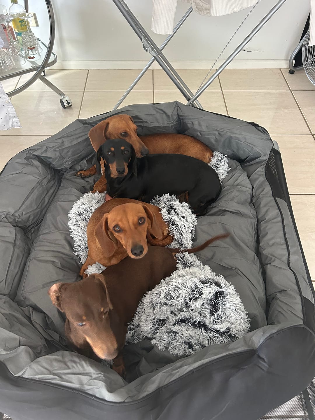 Customer photo review of PaWz Pet Calming Blanket