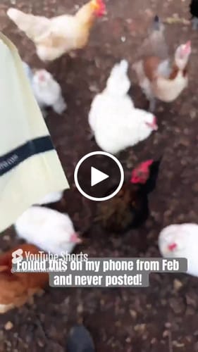 Customer video review of GrubTerra Dried Larvae Sample FREE