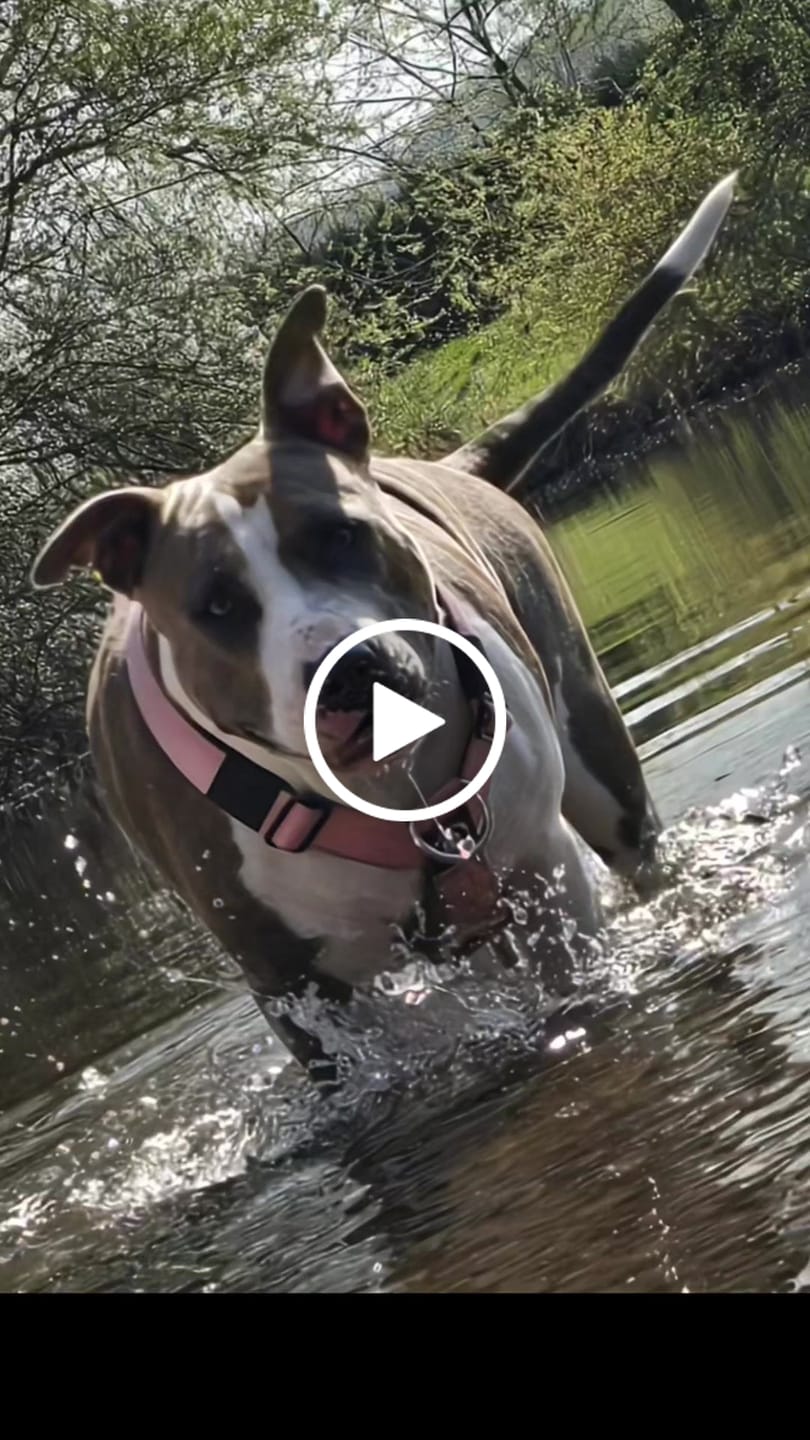 Customer video review of Training Anti Pull TRI-Harness® | M-XL Breeds - Pink