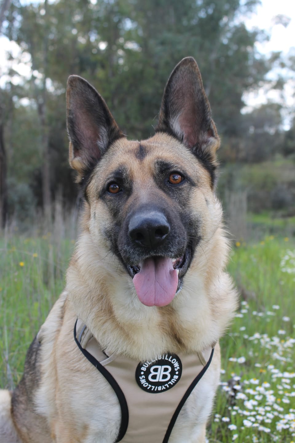Customer photo review of Comfort Premium Harness | Non Restrictive - Tan