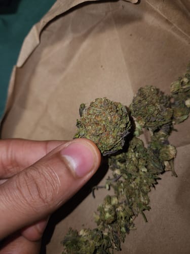 Customer photo review of Tangie THCA Flower