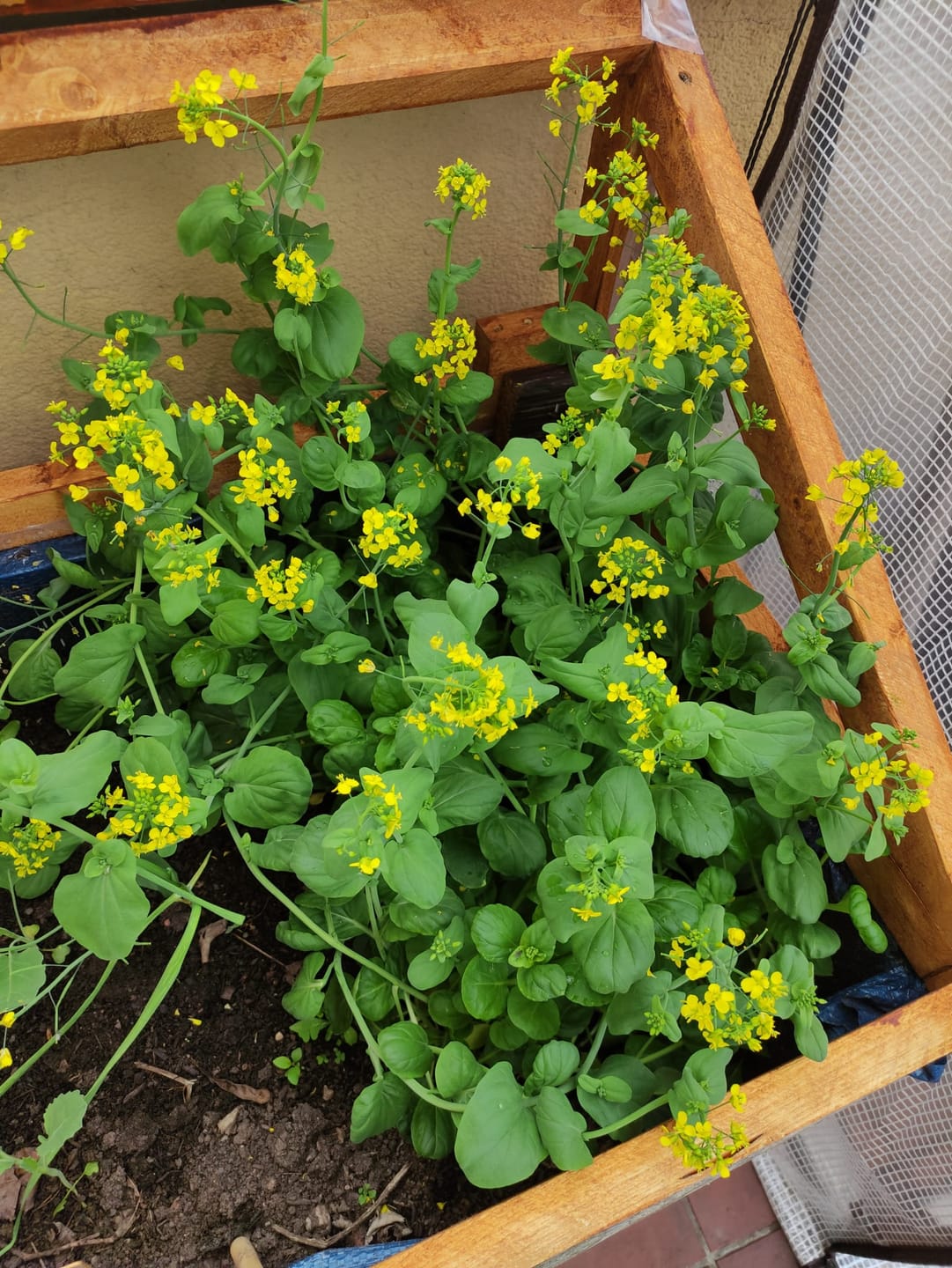 Customer photo review of Saatgut-Abobox 'Gartengemüse'