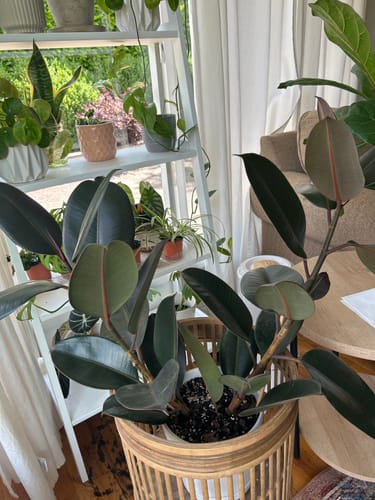 Customer photo review of Plant Food