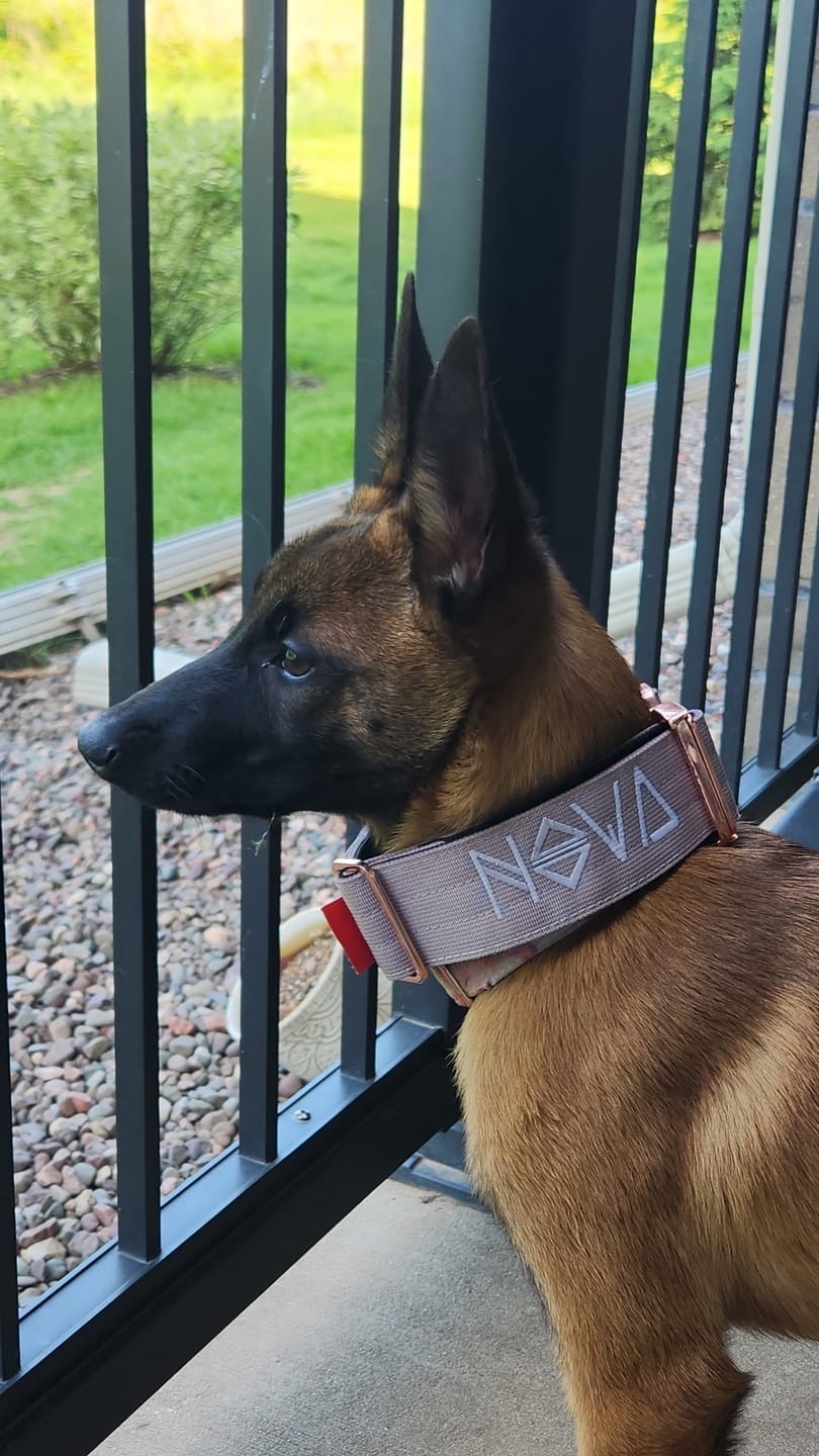 Customer photo review of 2" Tacti Luxe Dog Collar - Rose Gold - Sofia