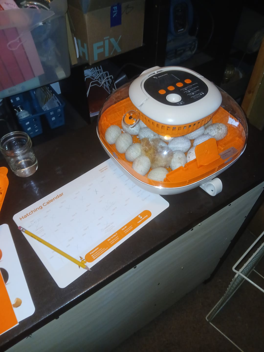 Customer photo review of Egg Incubator -25 Egg Capacity