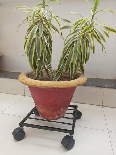 Customer photo review of United Crafts Rozy Wheel Pot Stands for Planters