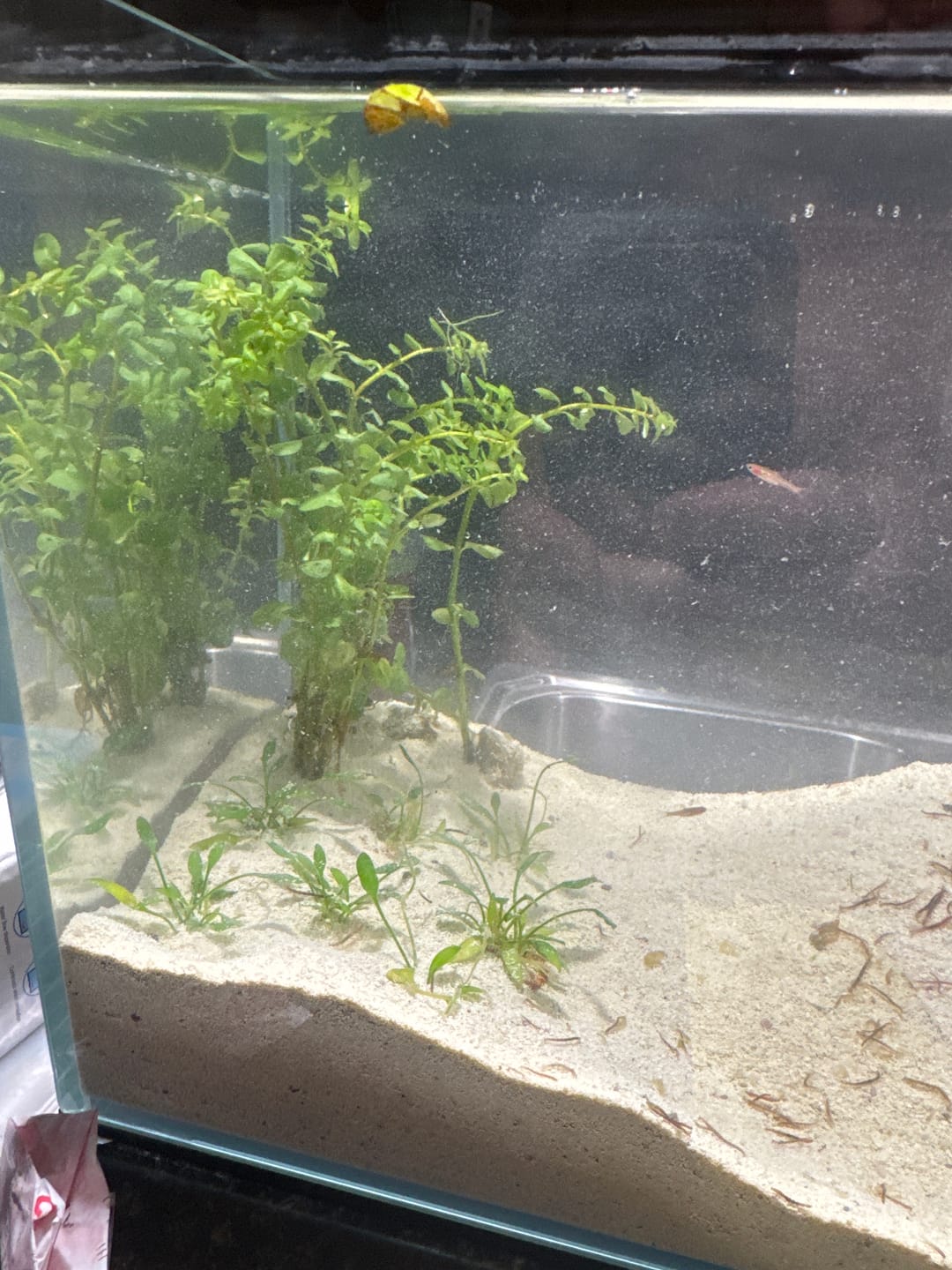 Customer photo review of Rotala Rotundifolia