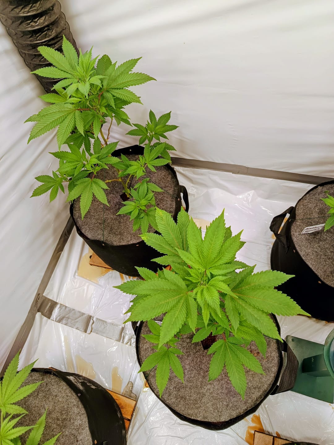 Customer photo review of Hanfstecklinge | Blackberry Moonrock