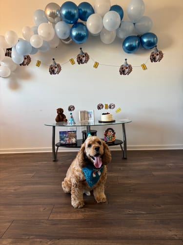 Customer photo review of Personalized Dog Party Pack