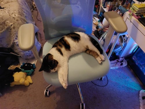 Customer photo review of M18 Classic Office Chair