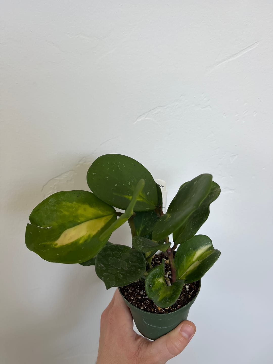 Customer photo review of Hoya obovata 'Variegata'