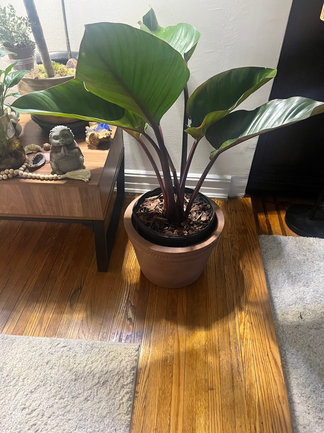 Customer photo review of Philodendron Red Congo, Tropical Forest Plant