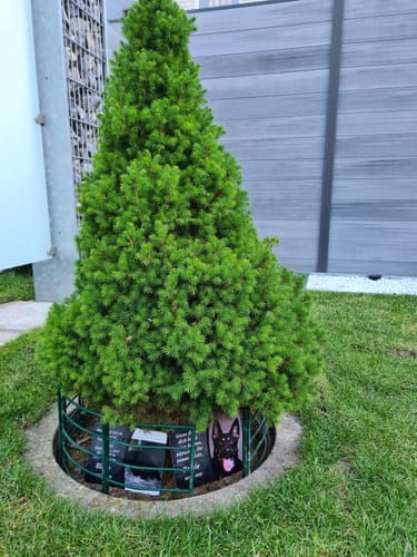 Customer photo review of Hunde Gedenktafel mit Foto & Spruch (UV- &  Wetterfest)