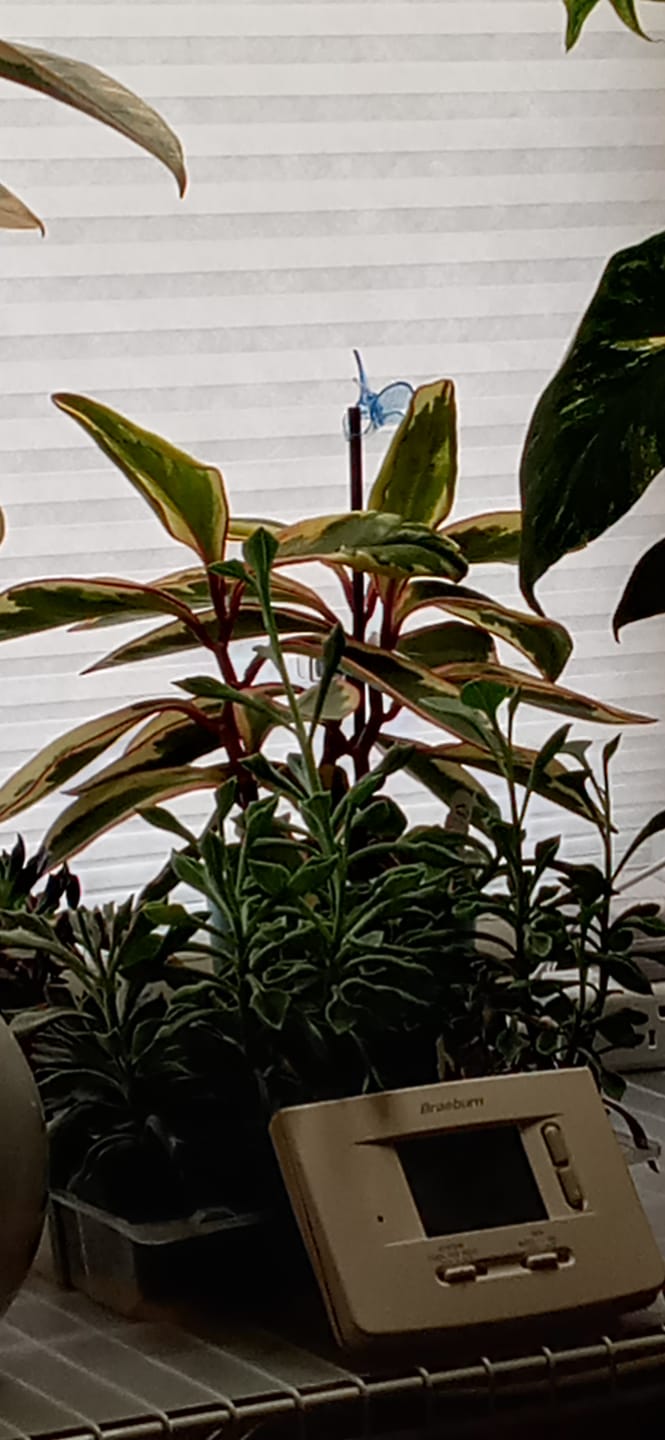 Customer photo review of Peperomia clusiifolia 'Ginny'