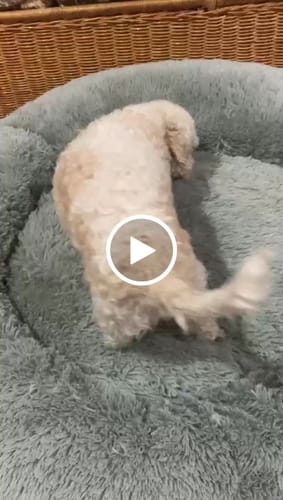 Customer video review of Cama Antiestrés para Perros