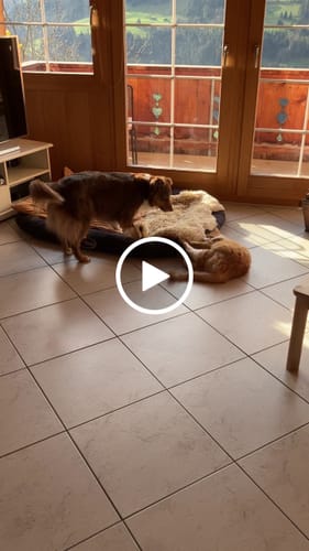 Customer video review of Active Hips