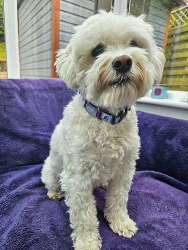 Customer photo review of Disney© Collar - Eeyore