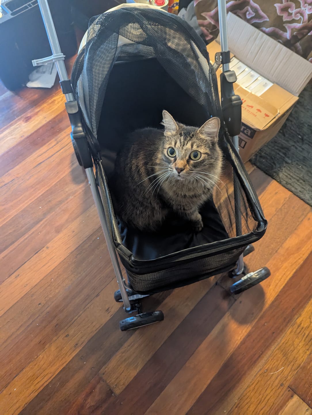 Customer photo review of Pawz Compact & Comfortable Pet Stroller