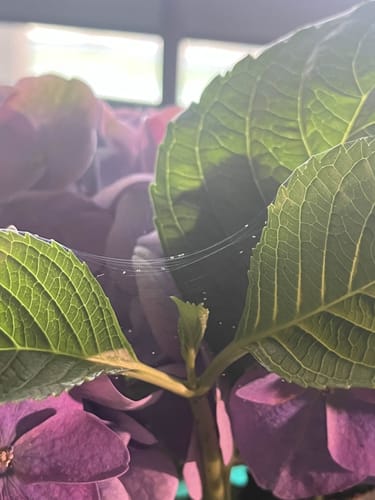Customer photo review of Houseplant Pest Spray