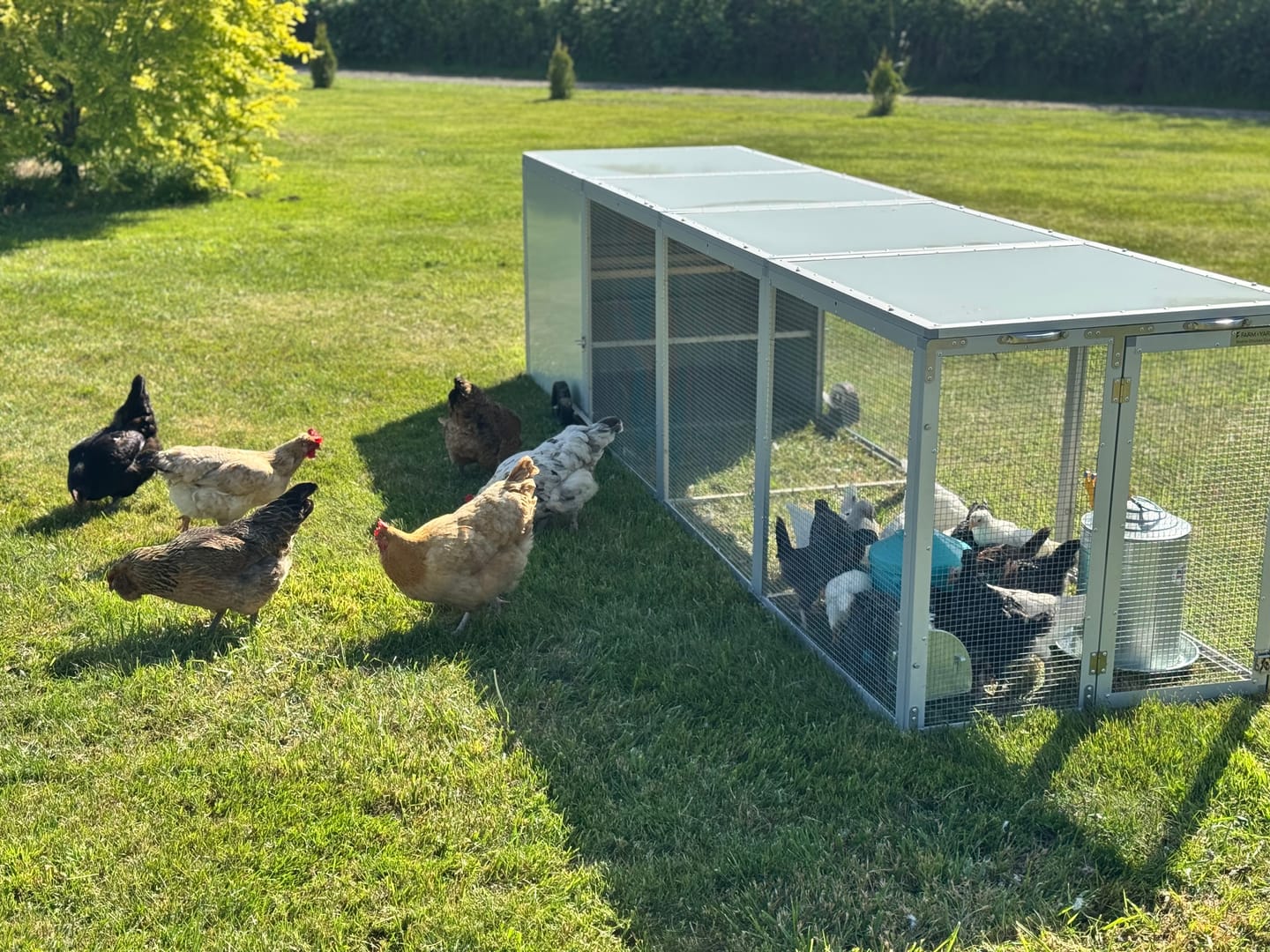 Customer photo review of Galvanised Mesh Floor for Chicken Coop