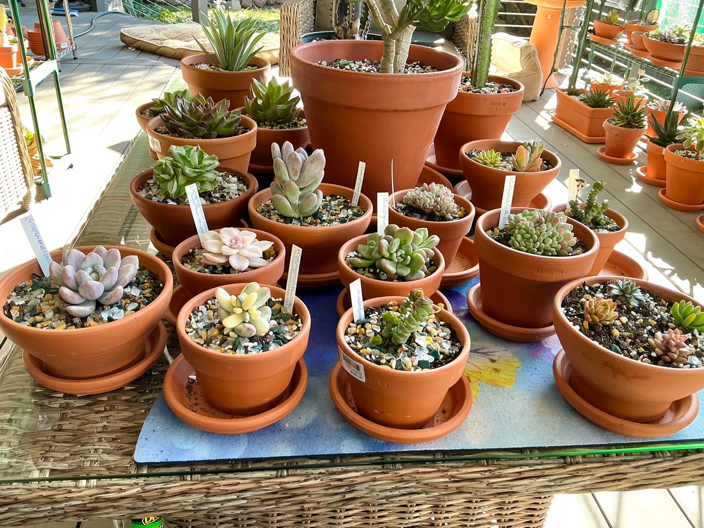 Customer photo review of Plastic Plant Labels - UV Stabilized - Bundle of 50