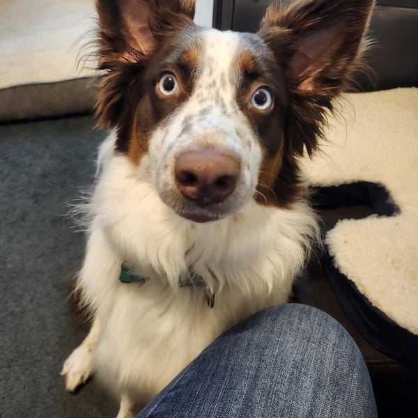 Customer photo review of Smiling Border Collie Magnet