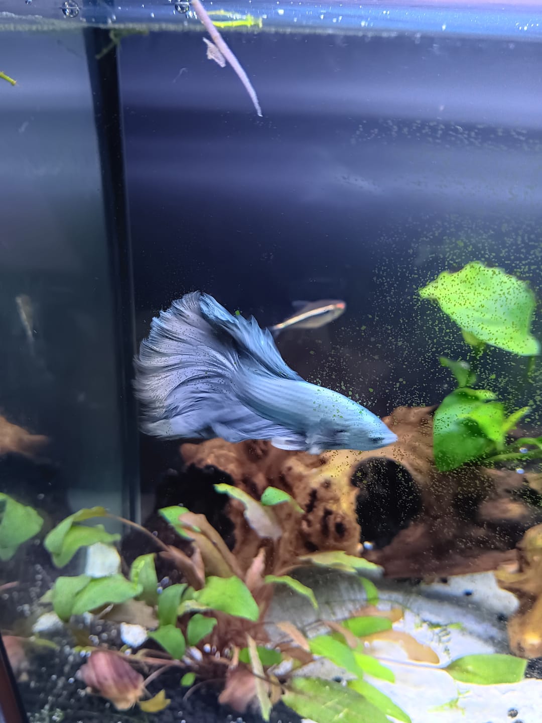 Customer photo review of Copper Steel Halfmoon Male Betta Fish