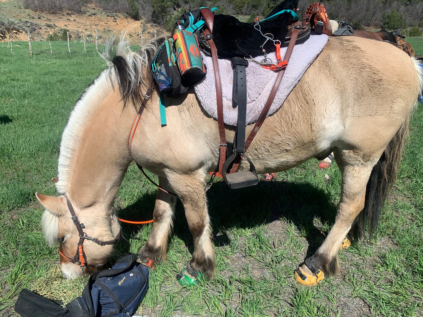 Customer photo review of Renegade® Viper Shield™ Hoof Boot Seconds - Emerald Green