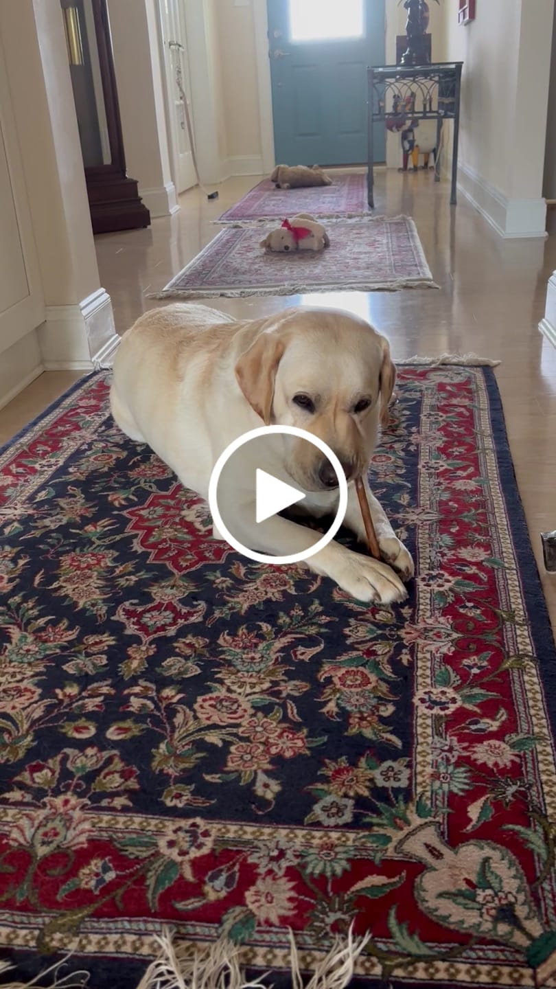 Customer video review of 12 Inch Beef Collagen Sticks