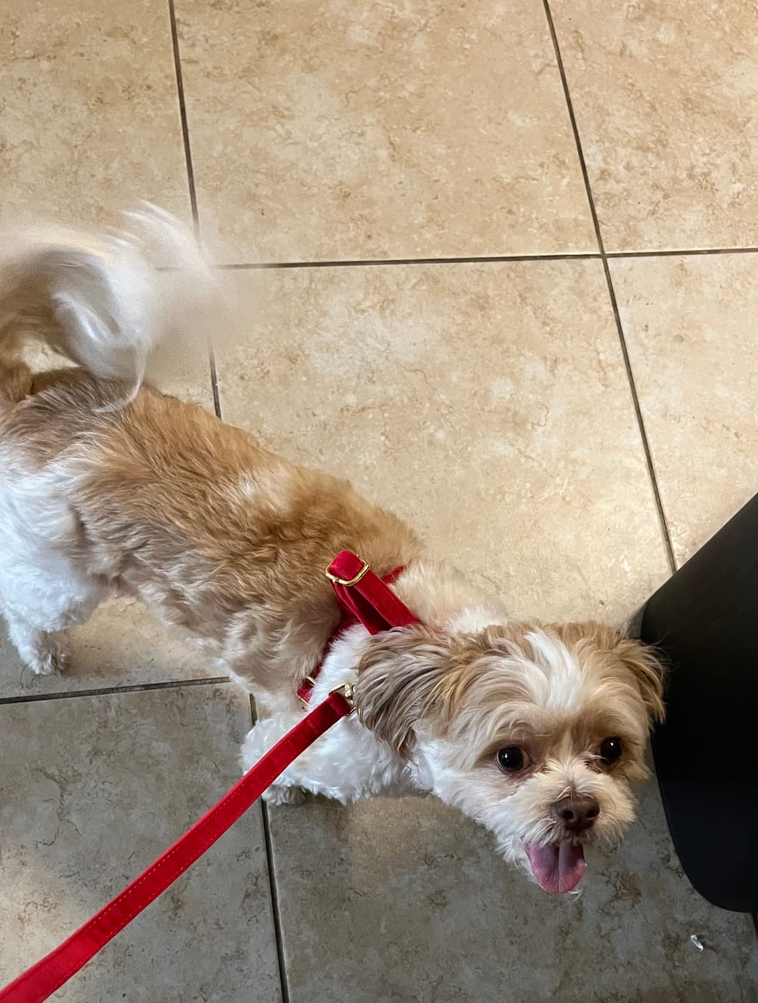 Customer photo review of Luxe Velvet Deluxe Walking Bundle