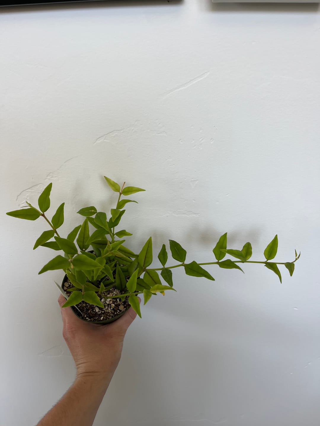 Customer photo review of Hoya lanceolata subsp. bella
