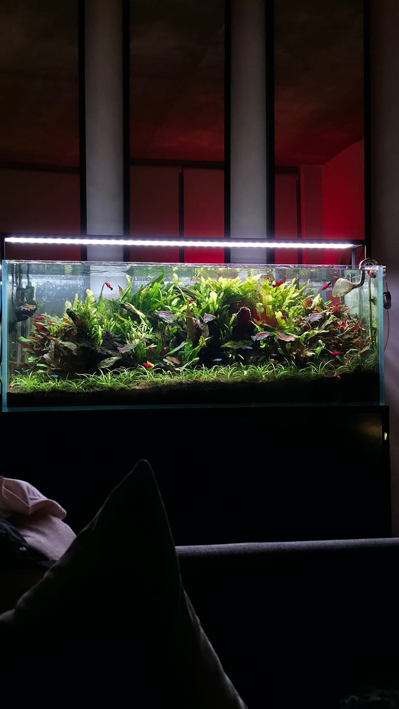 Customer photo review of Chihiros WRGB II Slim LED Light
