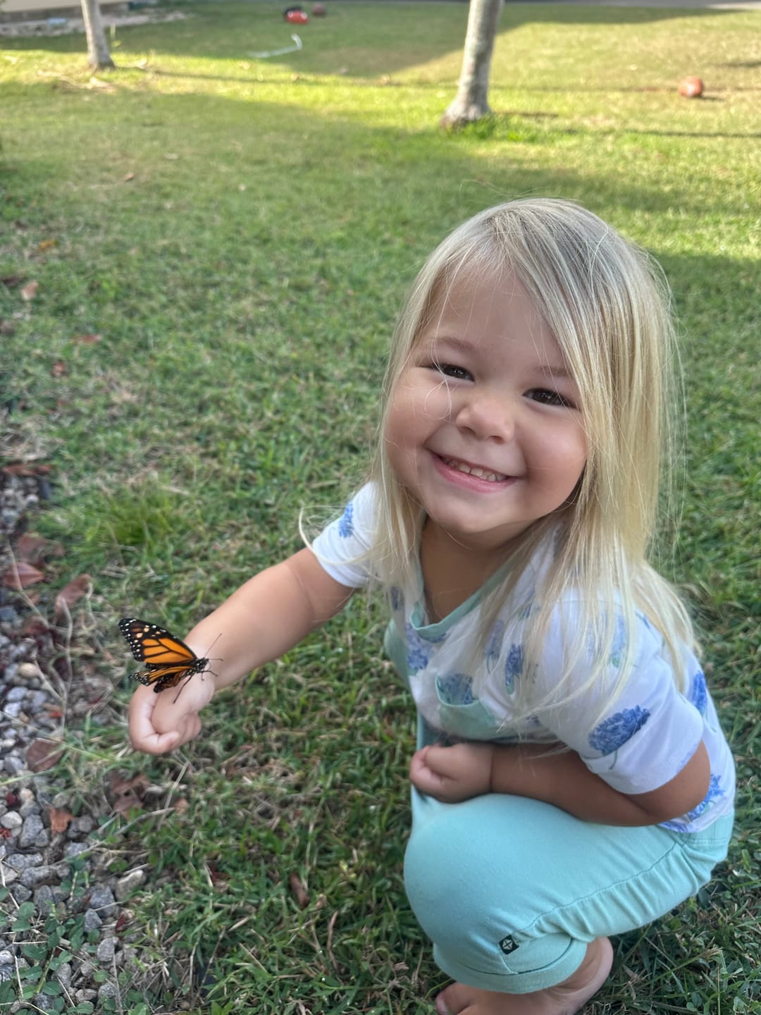Customer photo review of Classic Live Monarch Butterfly Chrysalis Box (Hawaii Only)