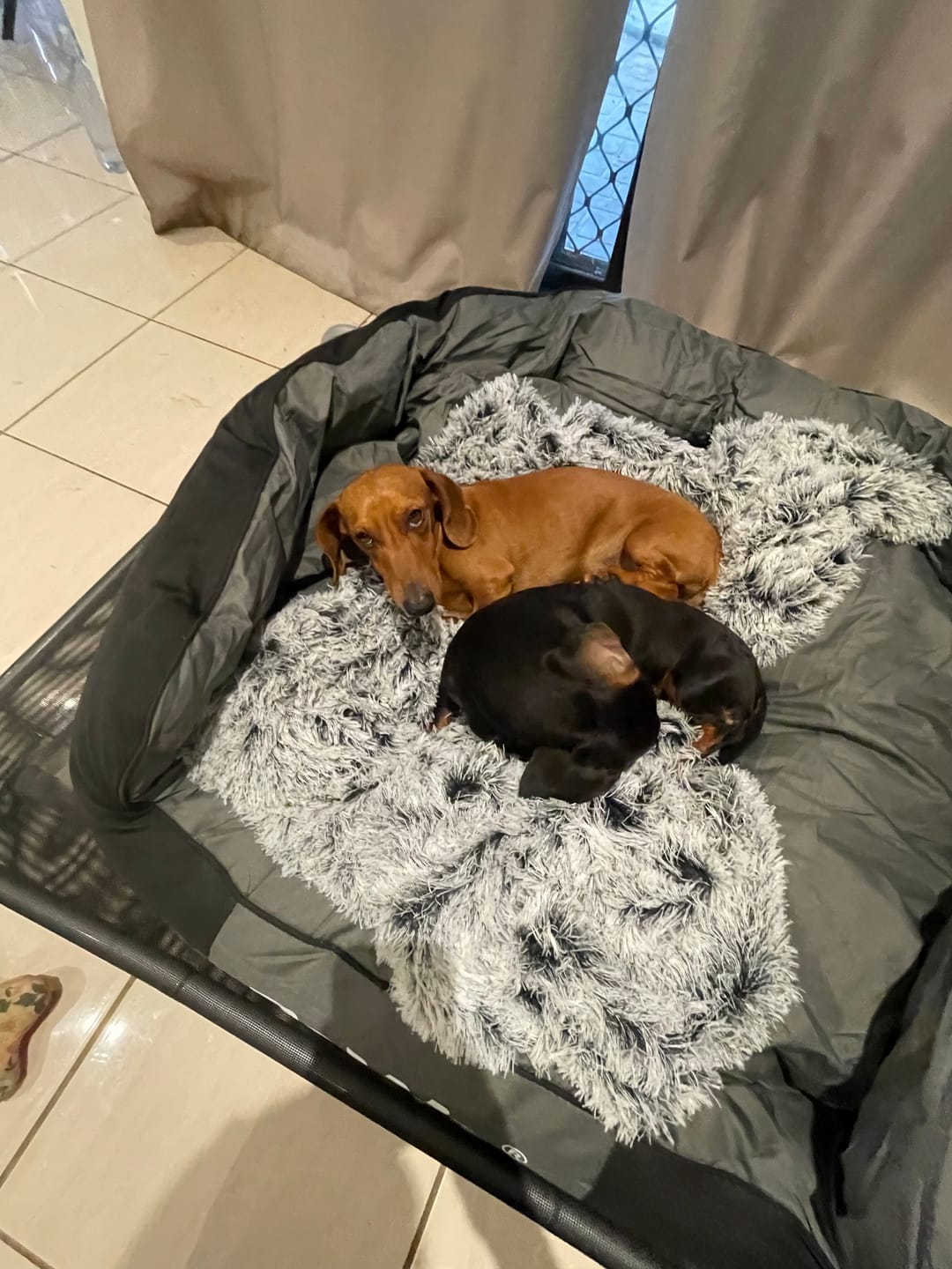 Customer photo review of Pawz Outdoor Waterproof Heavy Duty Dog Bed