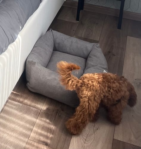 Customer photo review of Cover Mattias Grigio Medio