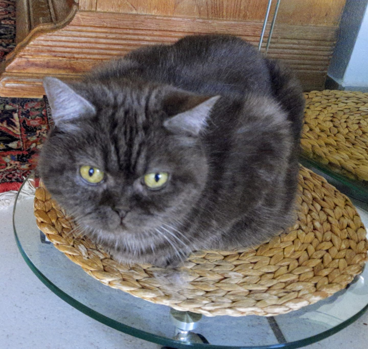 Customer photo review of Wurmtest Basic Katze