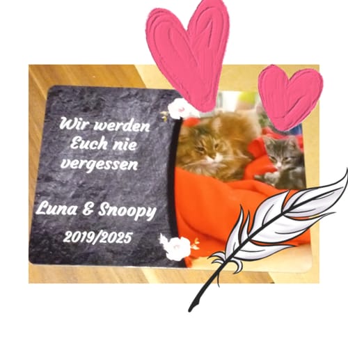 Customer photo review of Katzen Gedenktafel mit Foto & Spruch (UV- & Wetterfest)