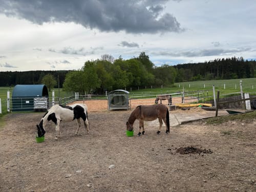 Customer photo review of Strotonin Horse Support