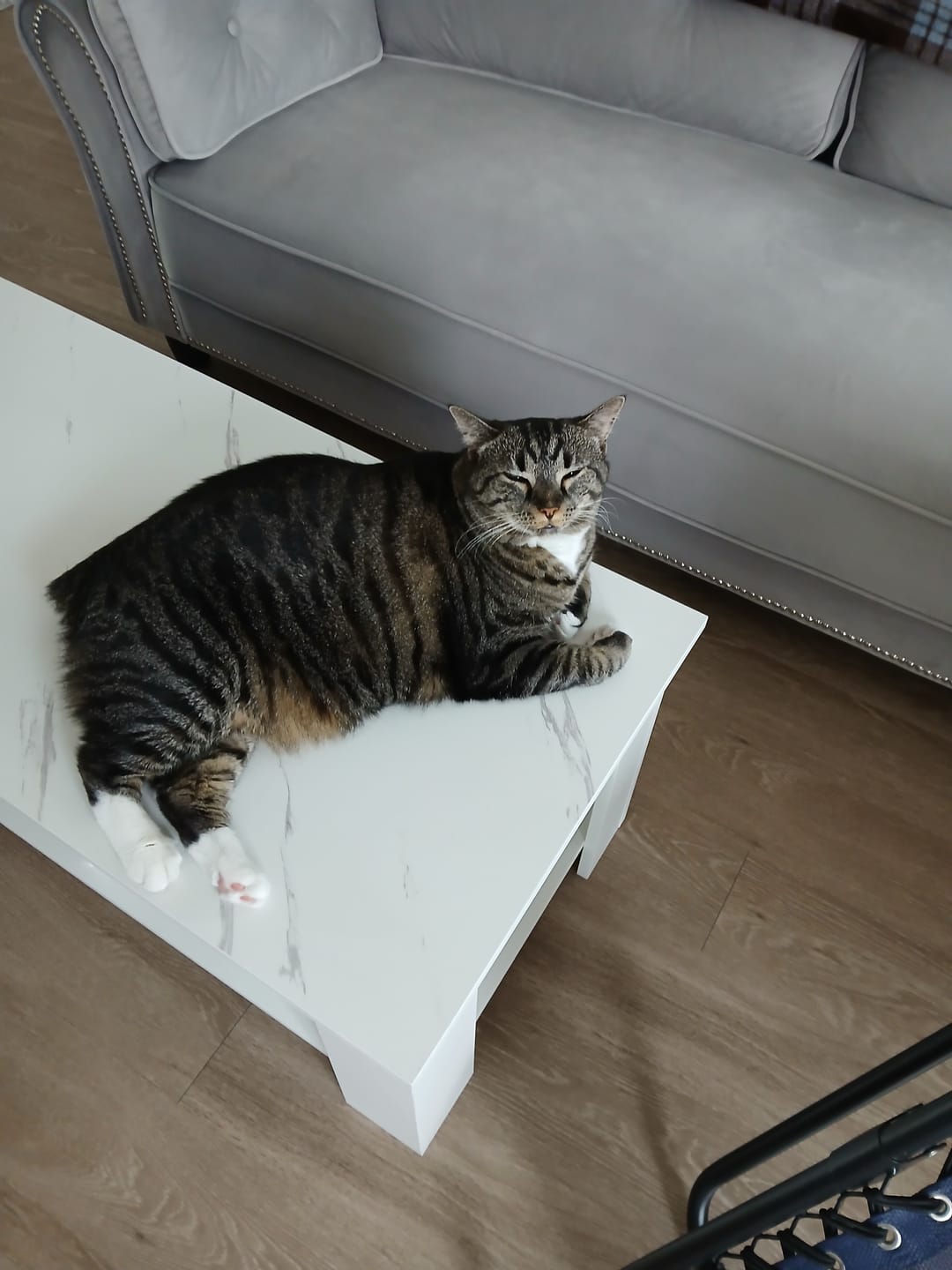 Customer photo review of Royal Canin Veterinary Diet - Urinary SO + Calm Dry Cat Food