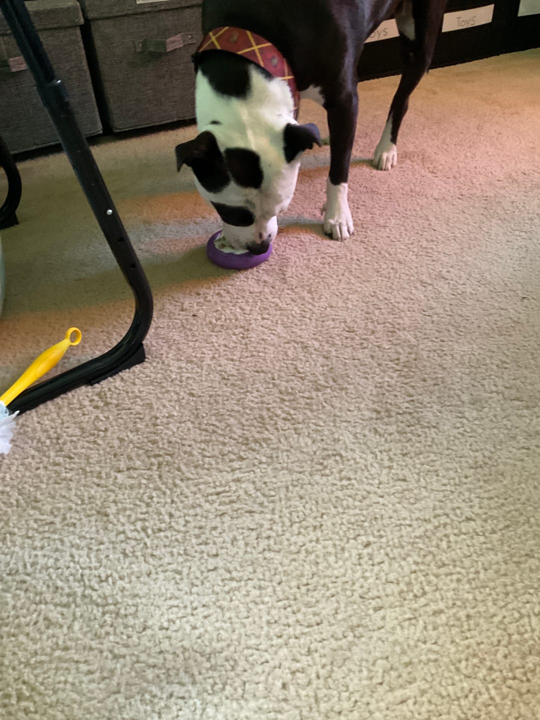 Customer photo review of Freez Doughnut - Super Durable Treat Toy