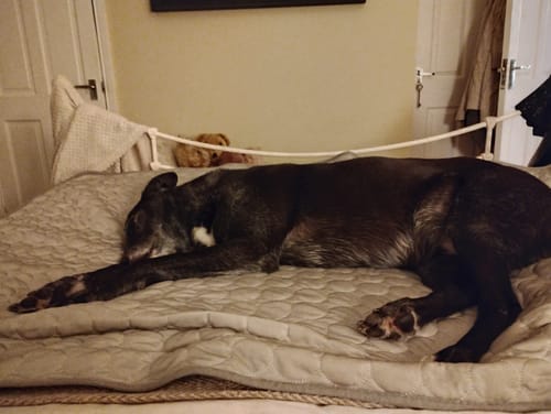 Customer photo review of The Ultimate Cooling Pet Mat