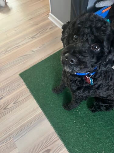 Customer photo review of Easy Squeezy