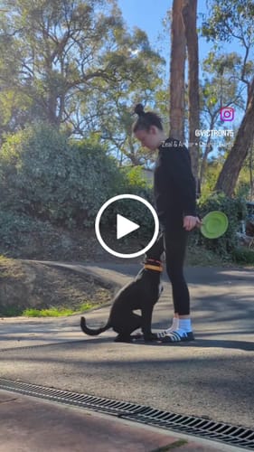 Victoria P. review of Soft Rope Slip Collar image 1 out of 1