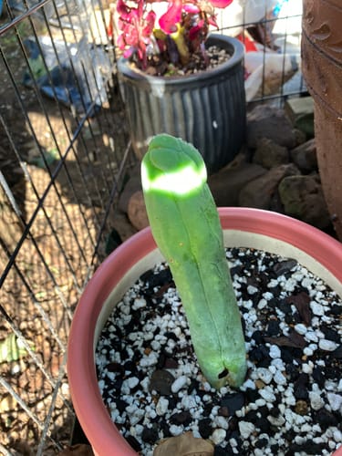 Customer photo review of Trichocereus bridgesii monstrose | Penis Cactus | Long Form