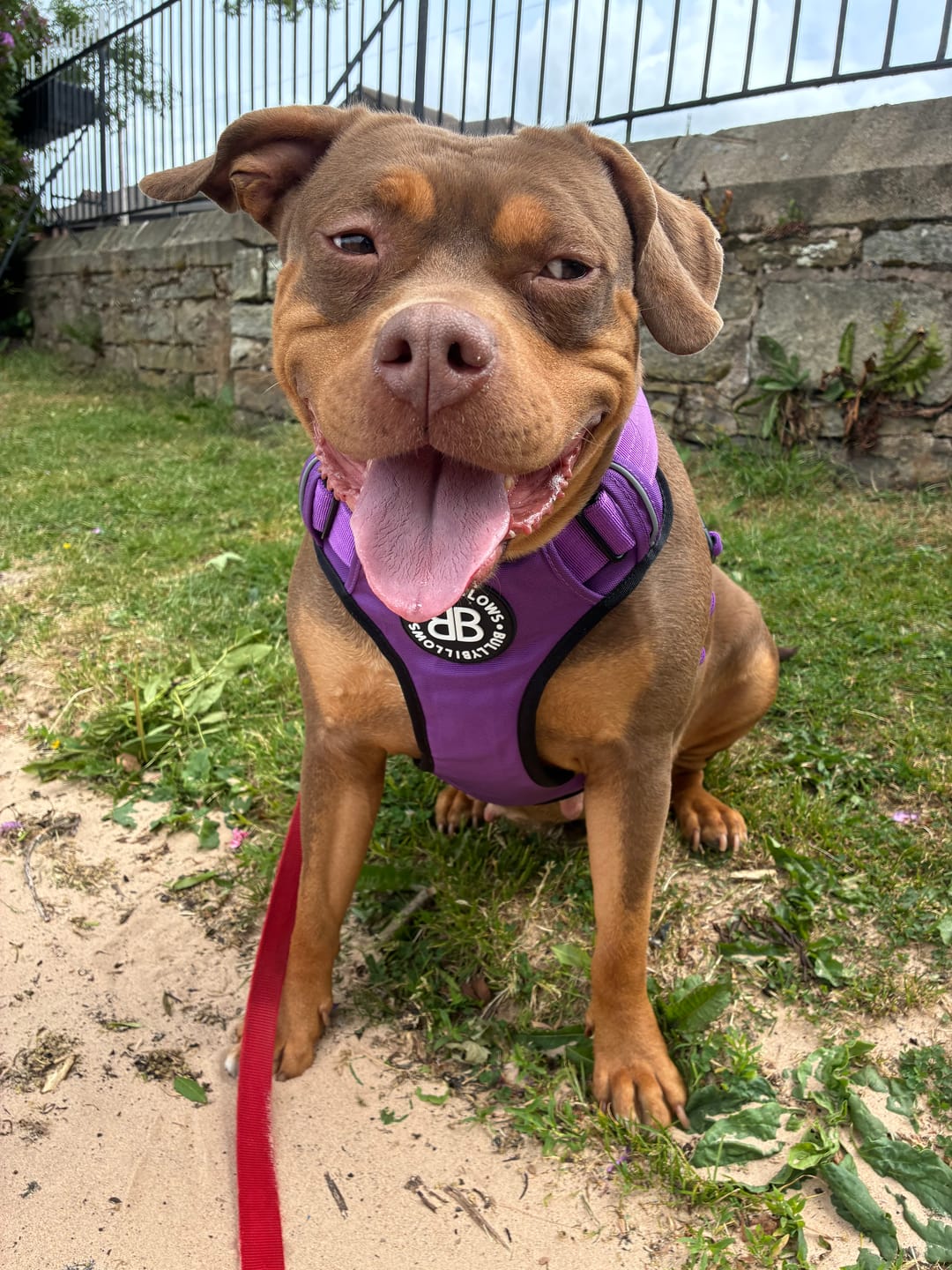 Customer photo review of Comfort Premium Harness | Non Restrictive - Purple