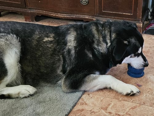 Customer photo review of Freezball - Durable Fillable Dog Chew Bone