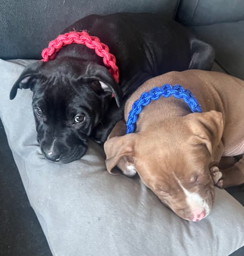 Customer photo review of COLLIER + LAISSE "RED ARMY"